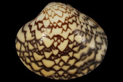 Lioconcha tigrina