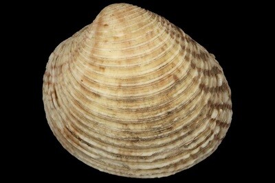 Veneridae