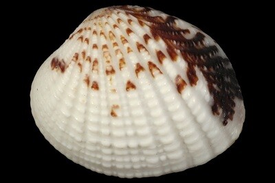 Gaffrarium pectinatum