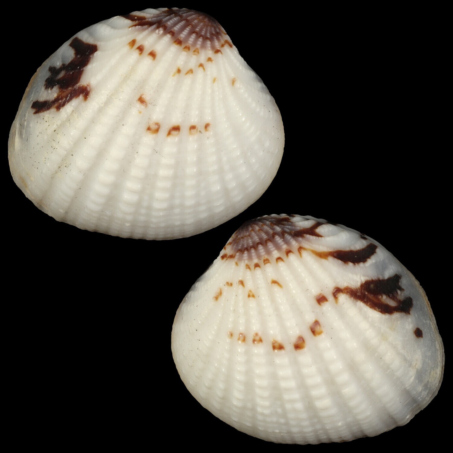 Gaffrarium pectinatum