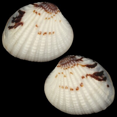 Gaffrarium pectinatum