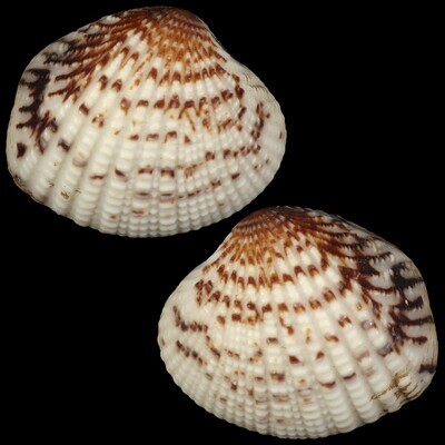 Gaffrarium pectinatum