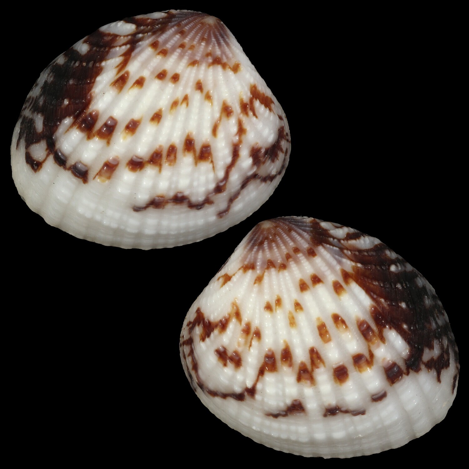 Gaffrarium pectinatum