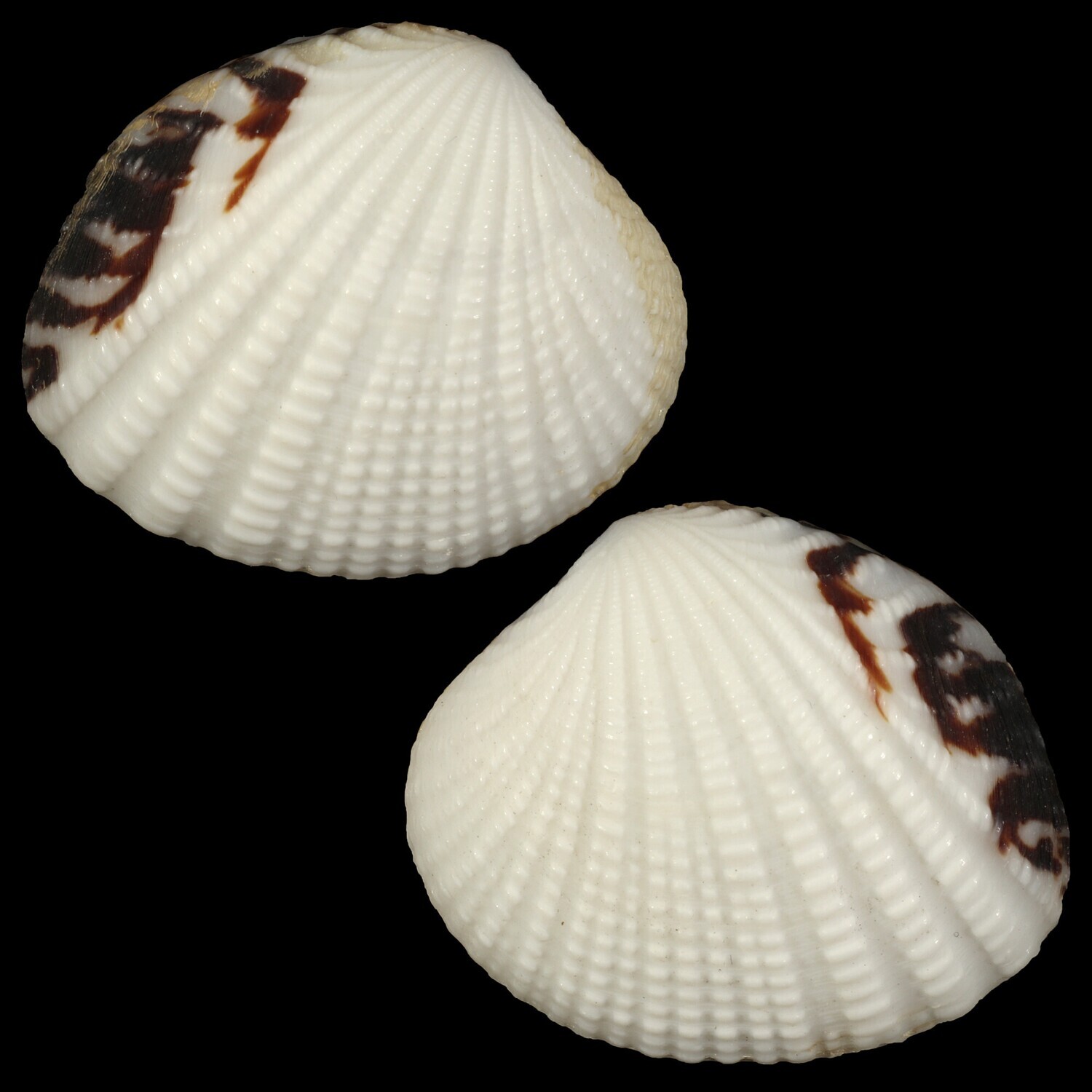 Gaffrarium pectinatum