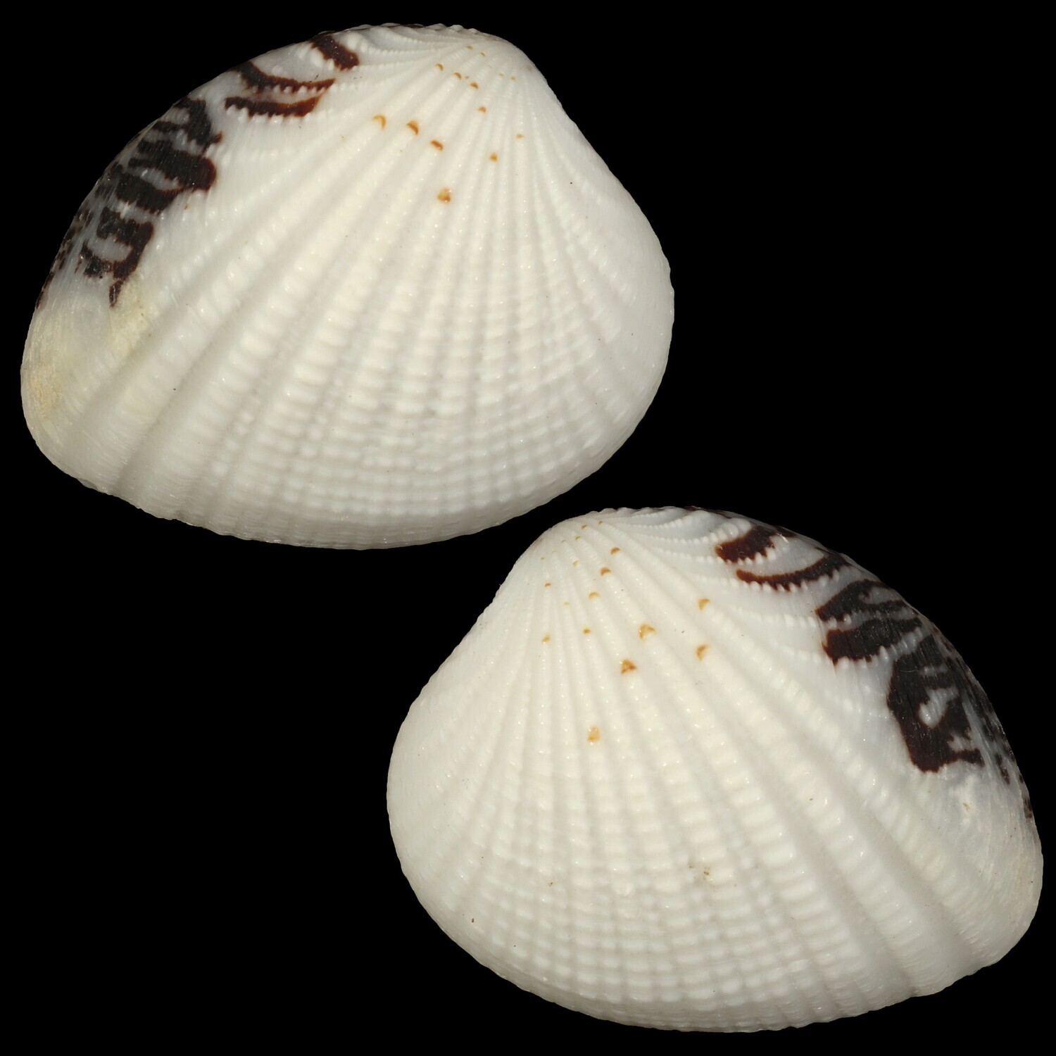 Gaffrarium pectinatum