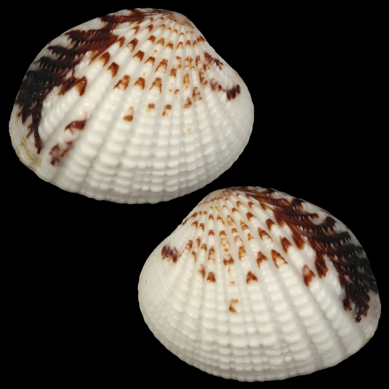 Gaffrarium pectinatum