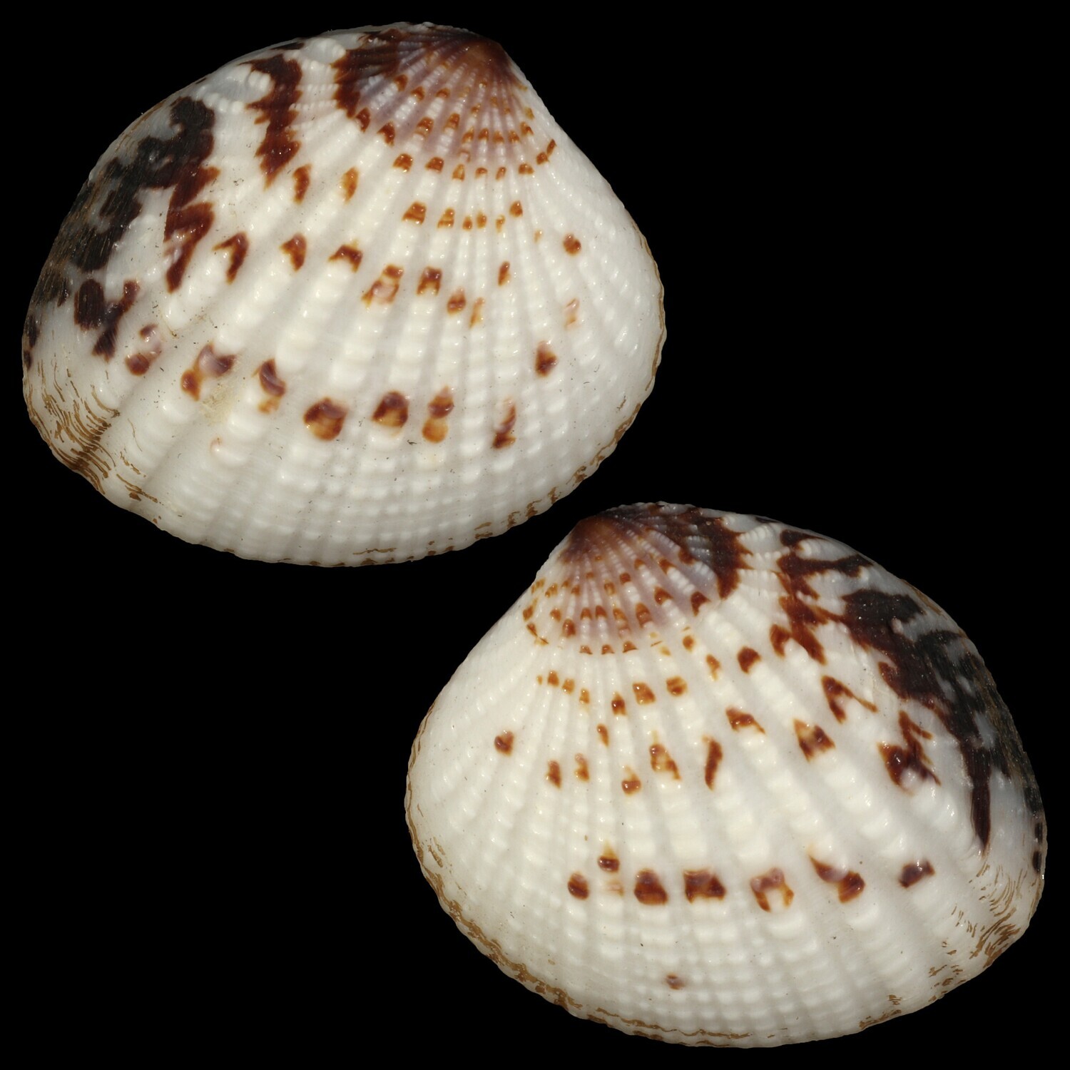 Gaffrarium pectinatum