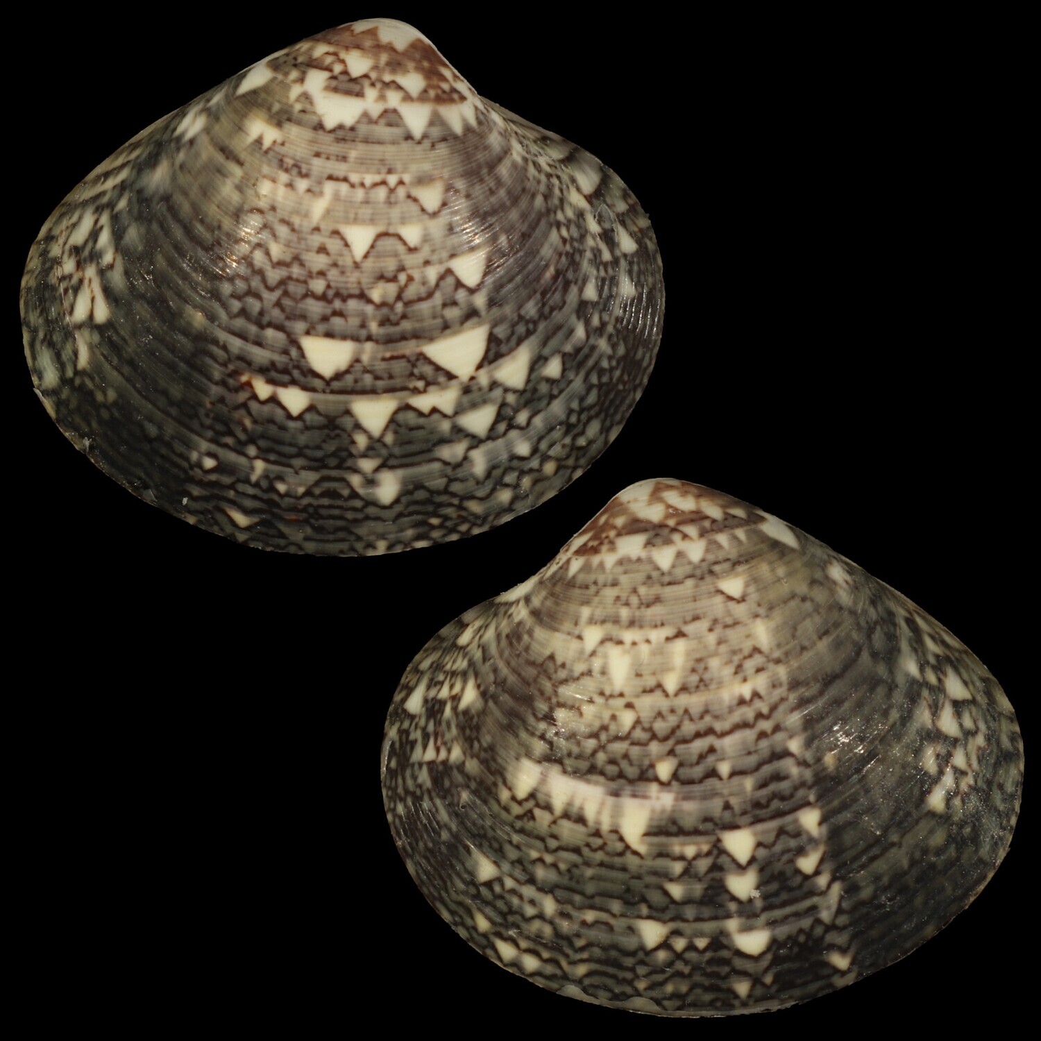Lioconcha tigrina