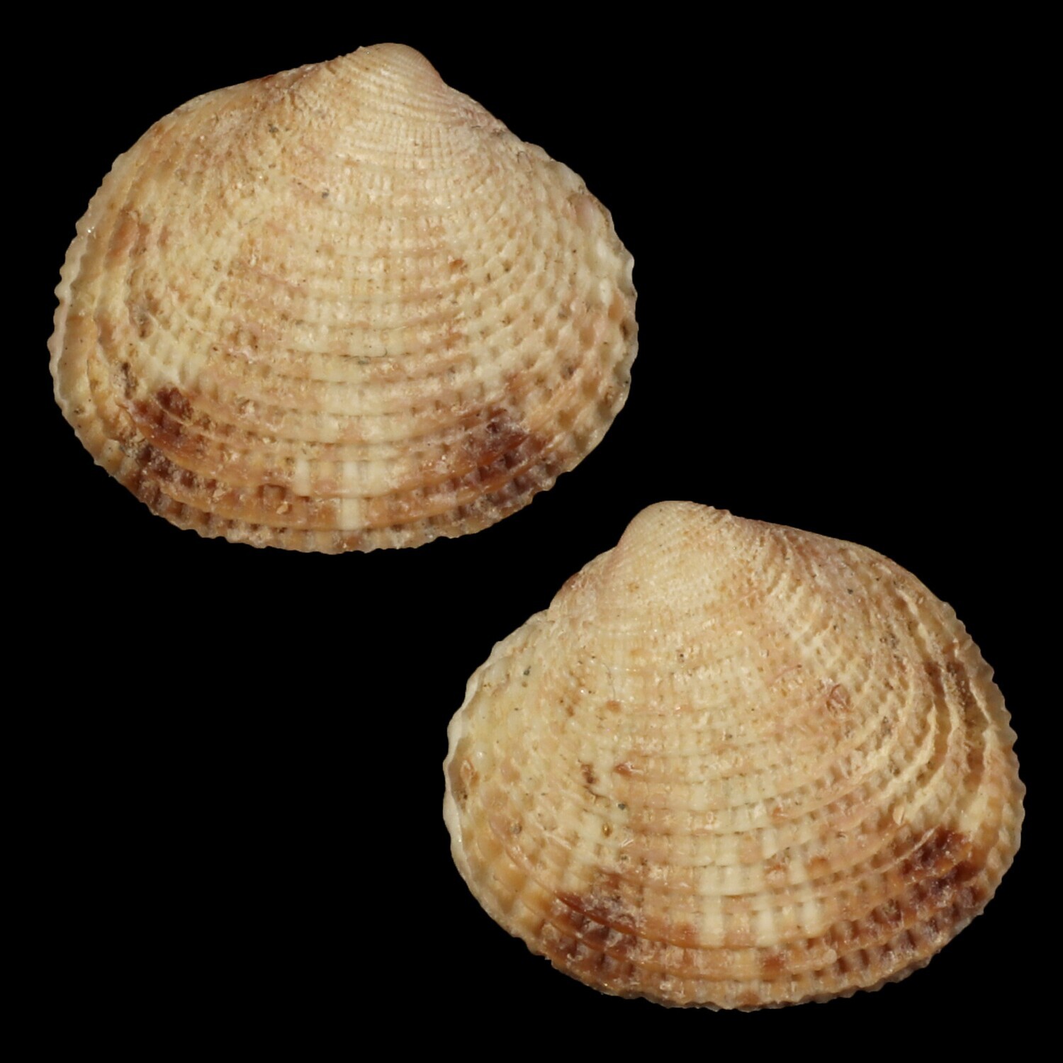 Timoclea costillifera