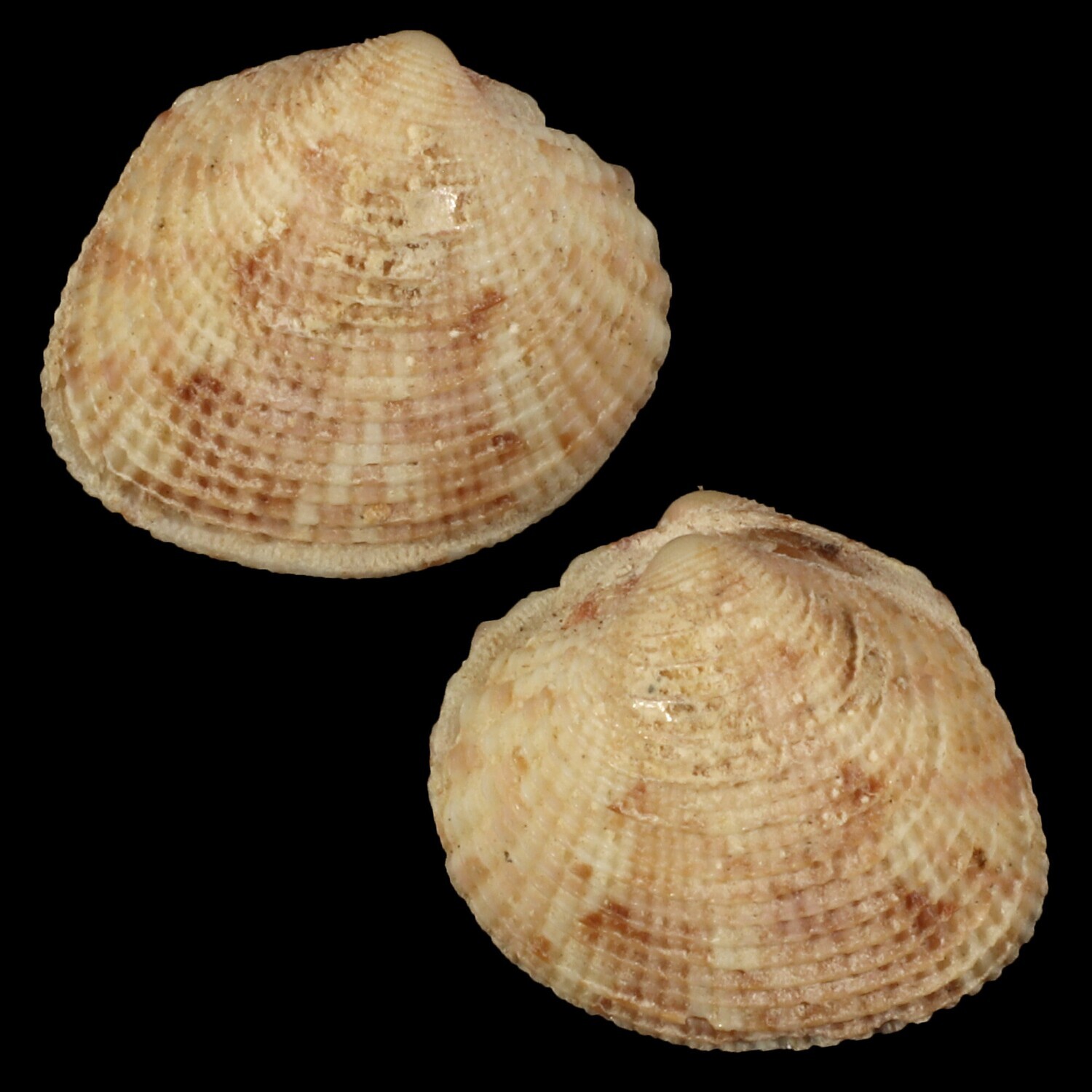 Timoclea costillifera