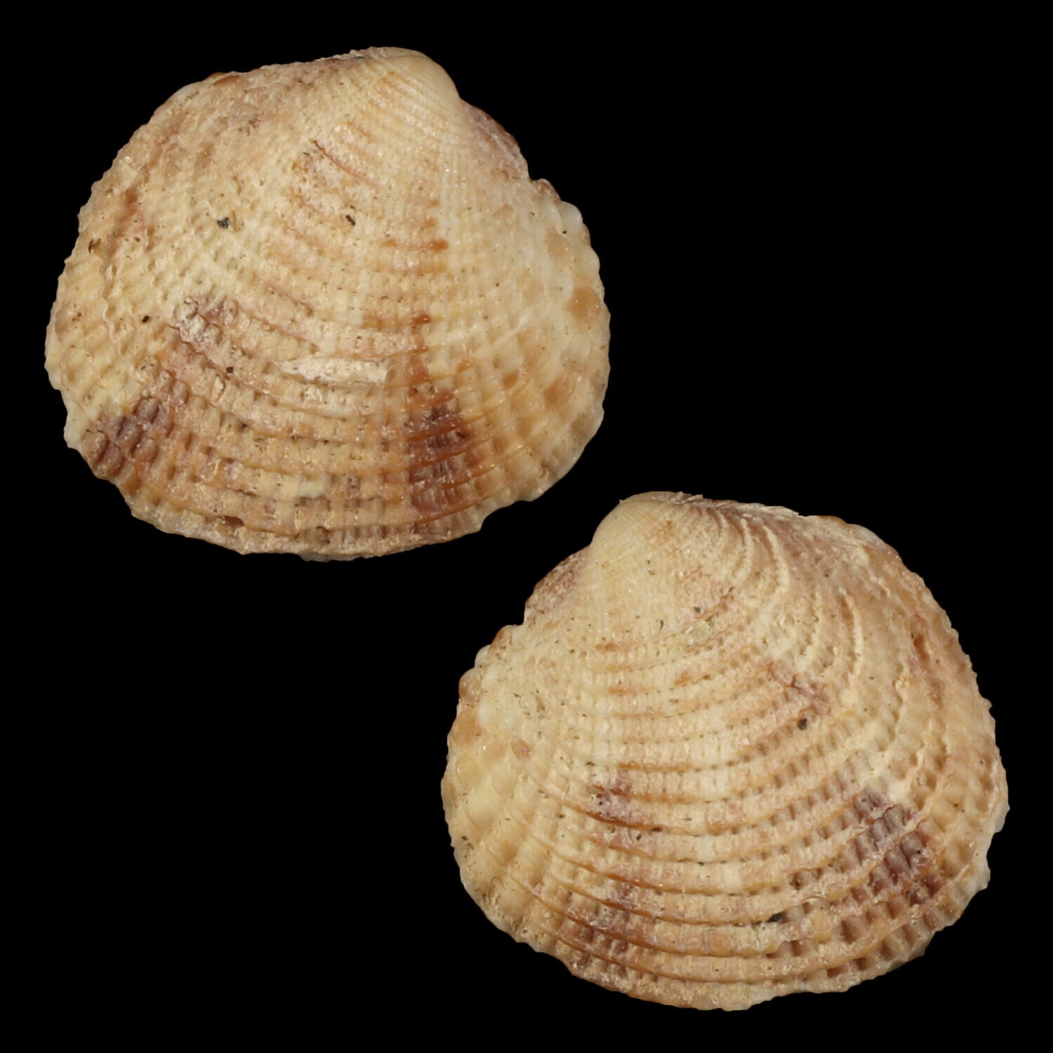 Timoclea costillifera