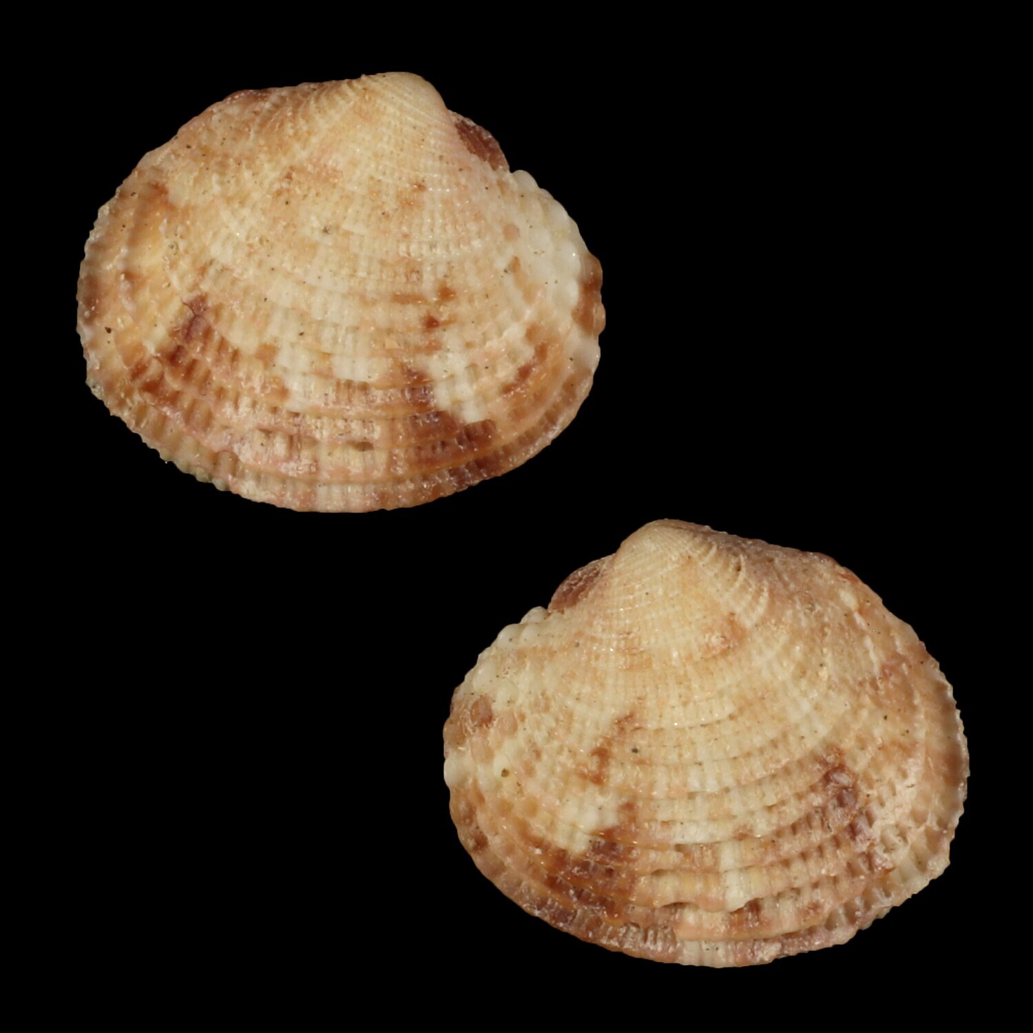 Timoclea costillifera