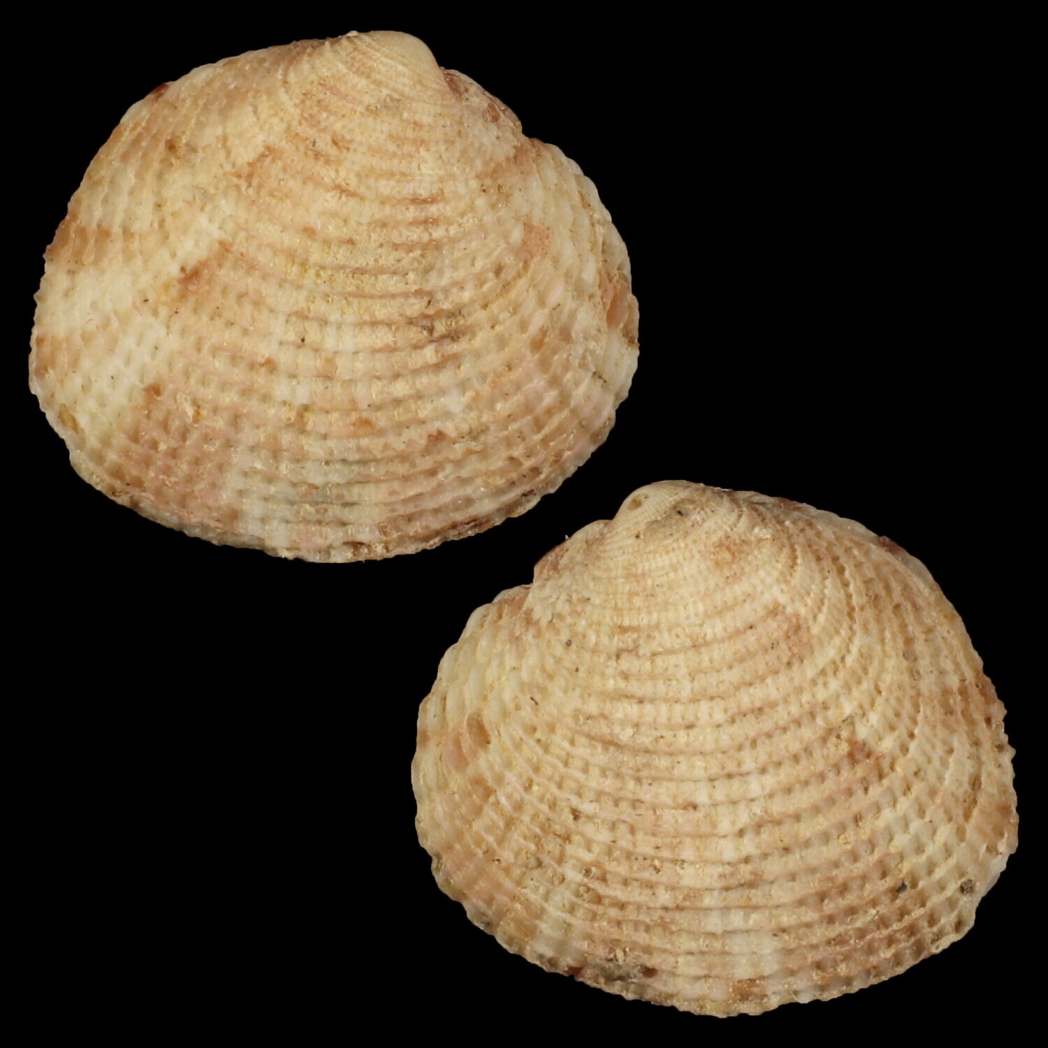 Timoclea costillifera