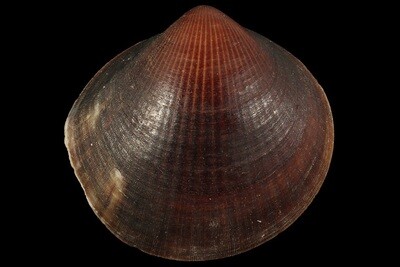 Glycymerididae
