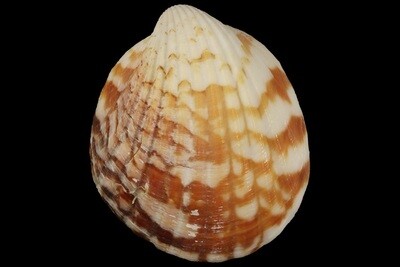 Tucetona auriflua