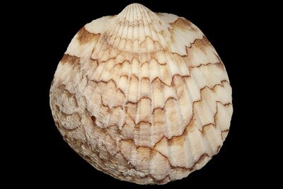 Tucetona pectunculus