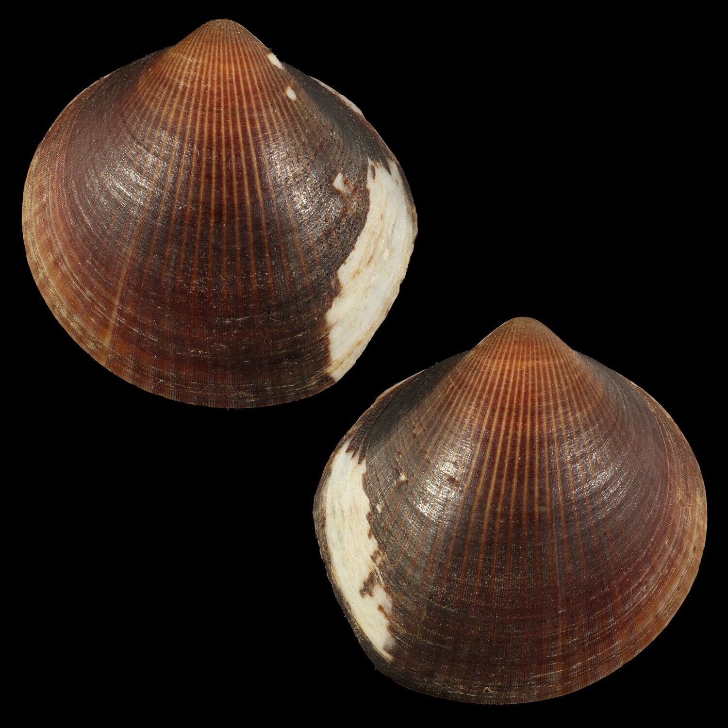 Glycymeris reevei