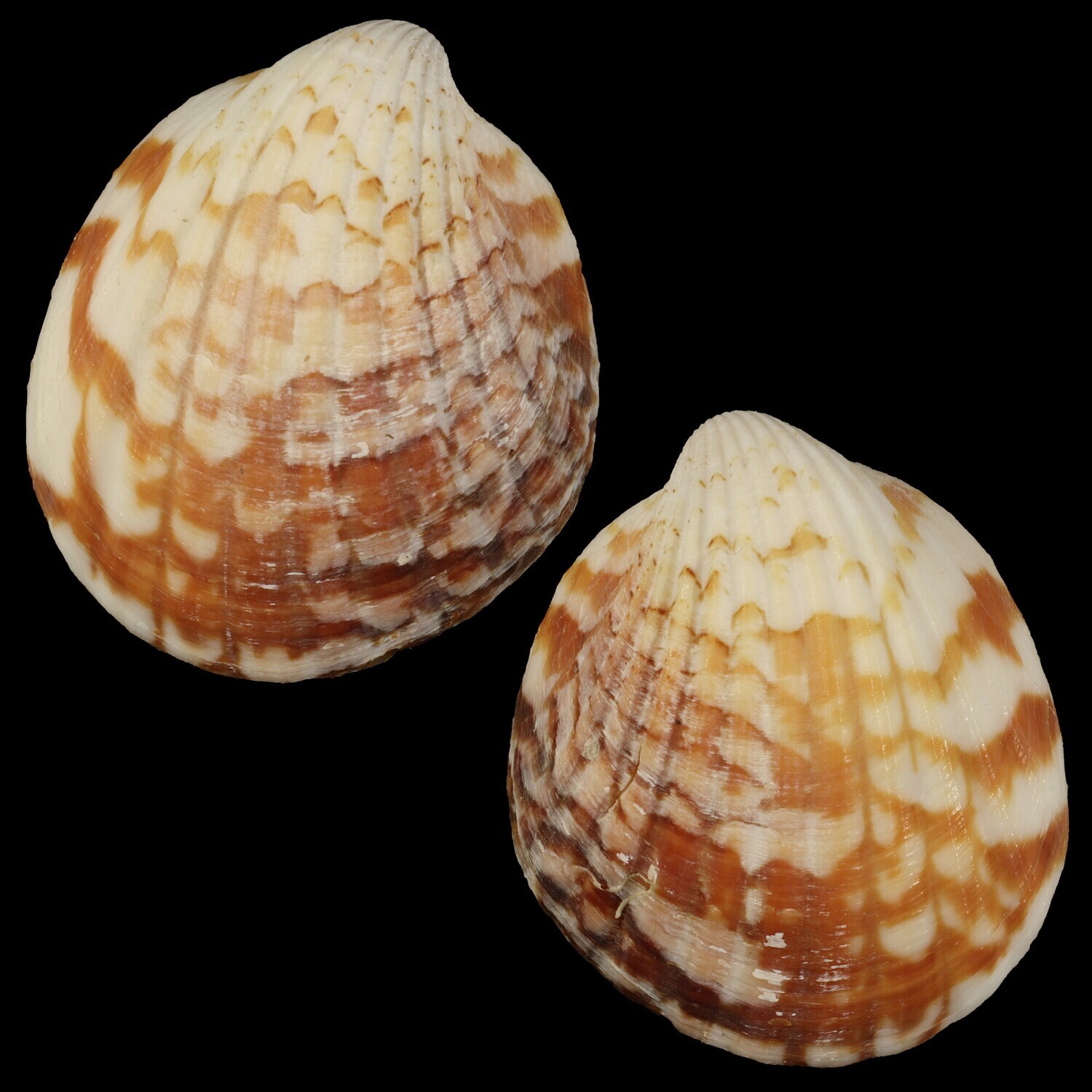 Tucetona auriflua