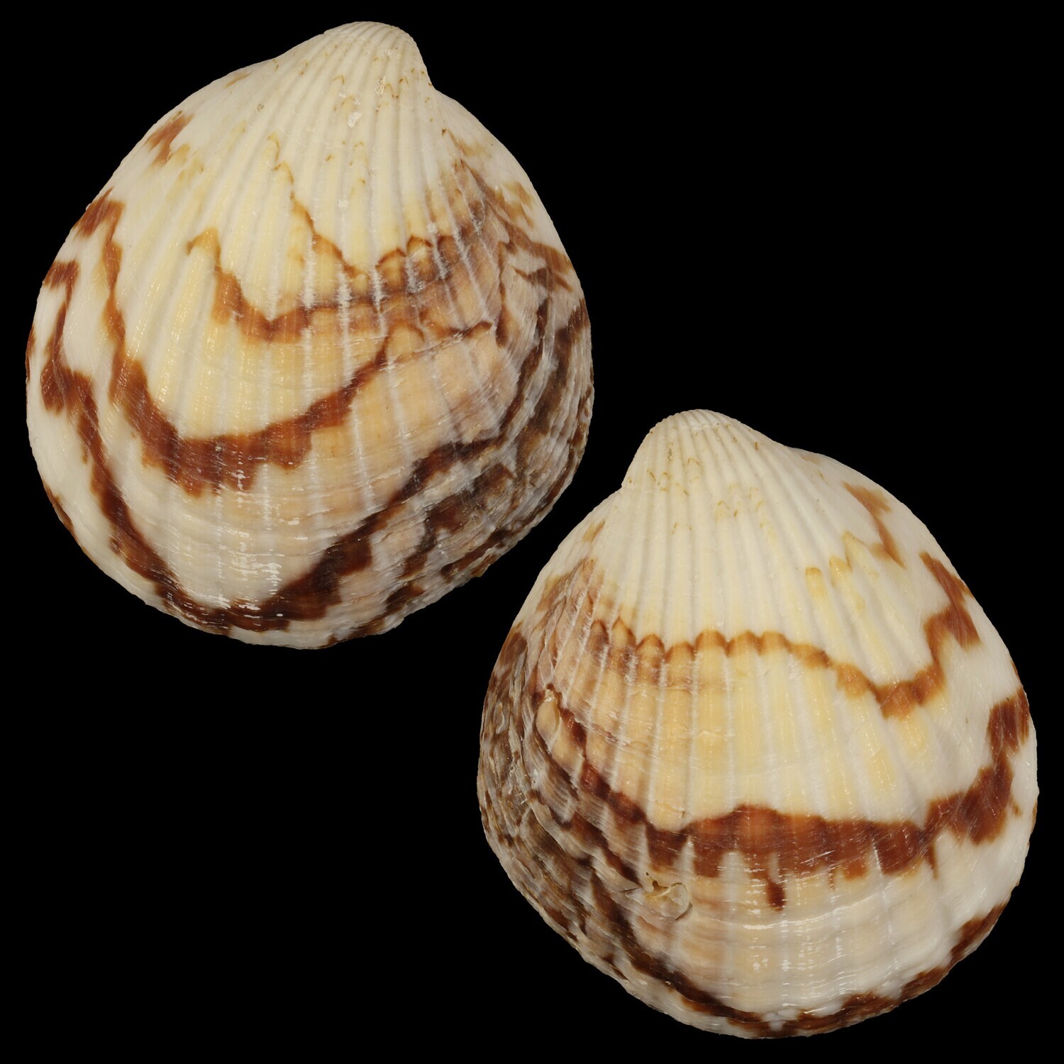 Tucetona auriflua