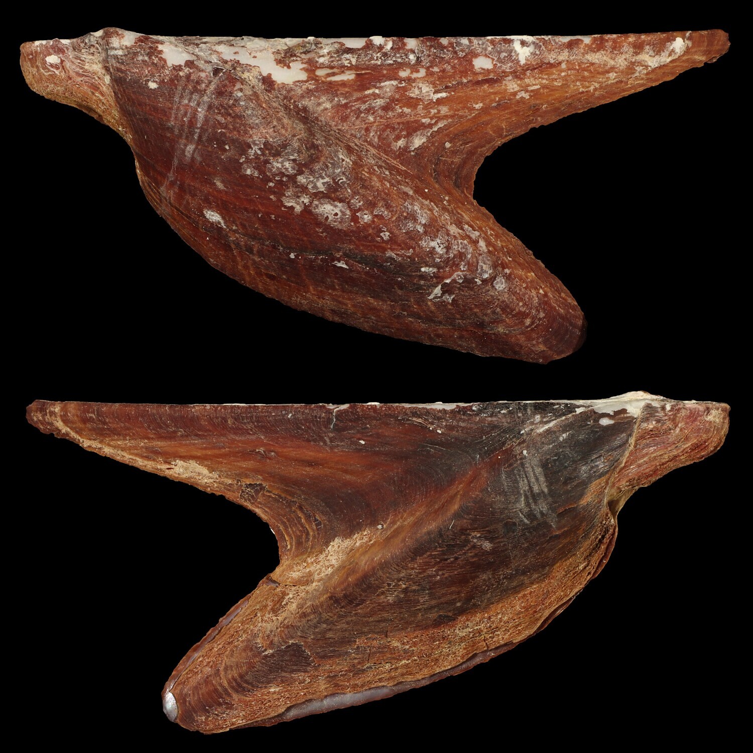 Pteria crocea