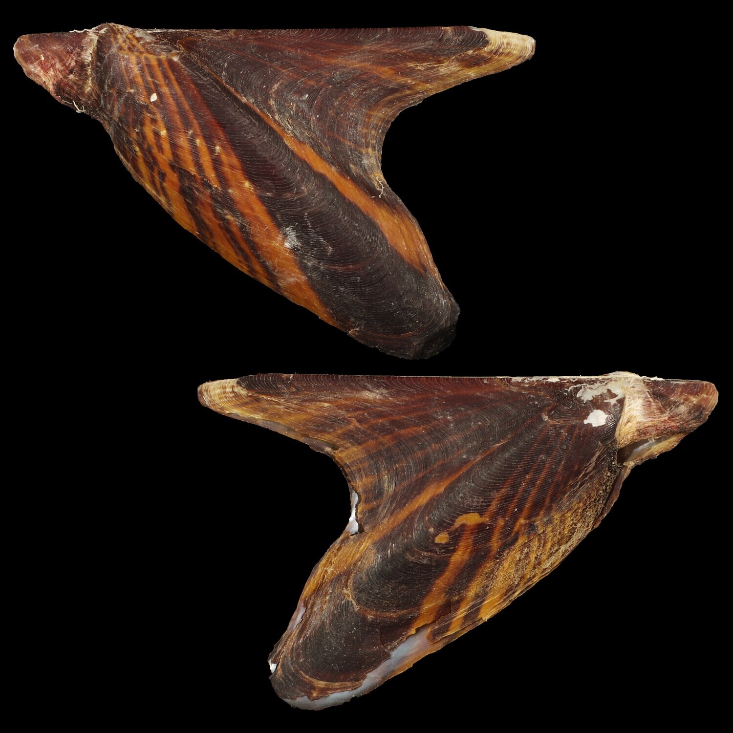 Pteria crocea