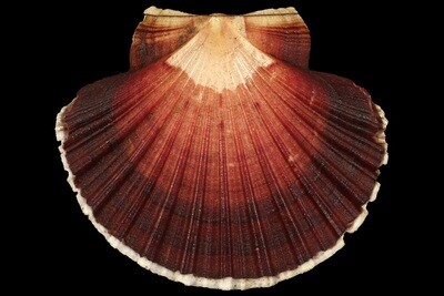 Pecten keppelianus