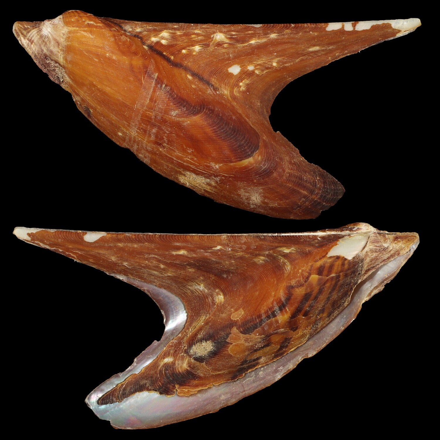 Pteria crocea