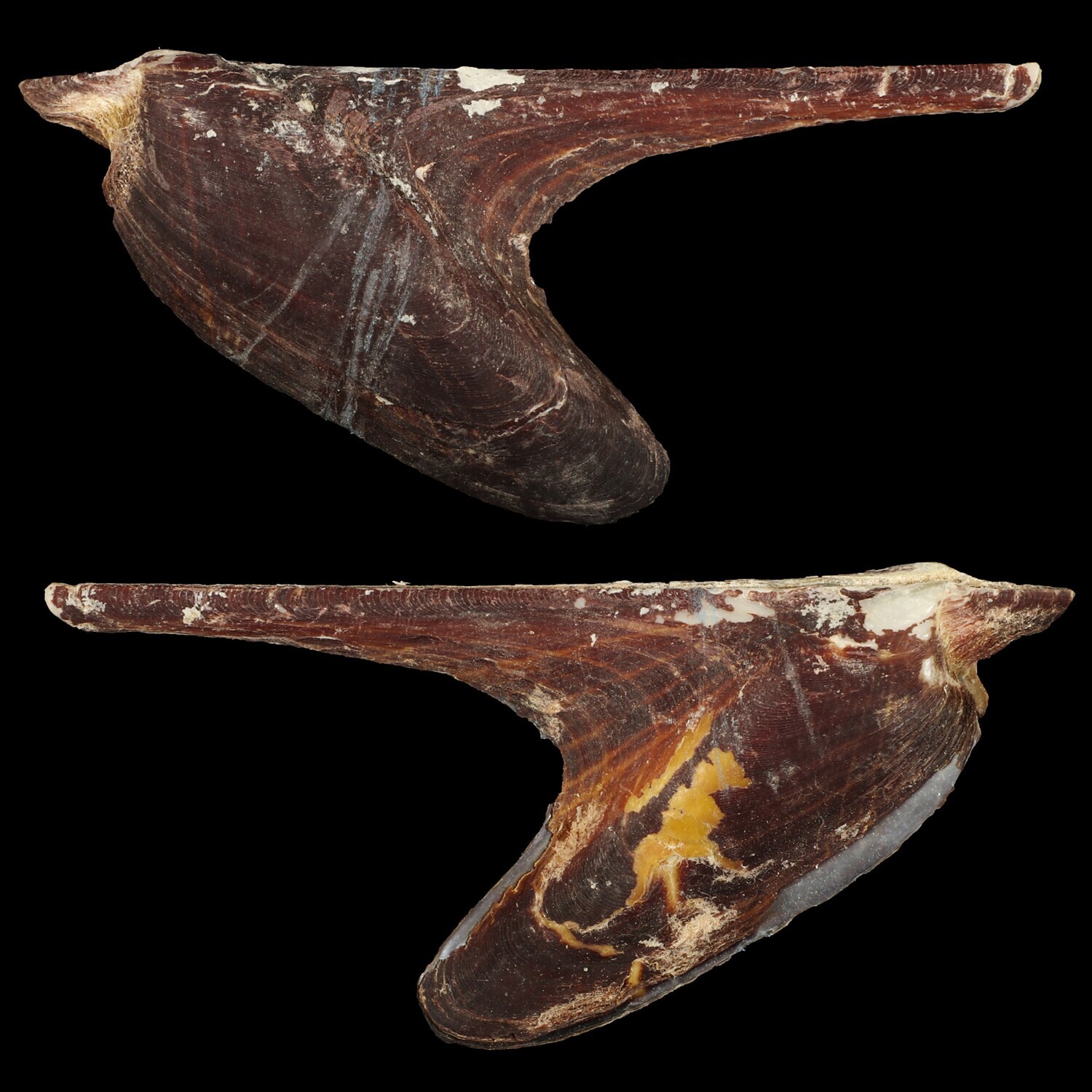 Pteria crocea
