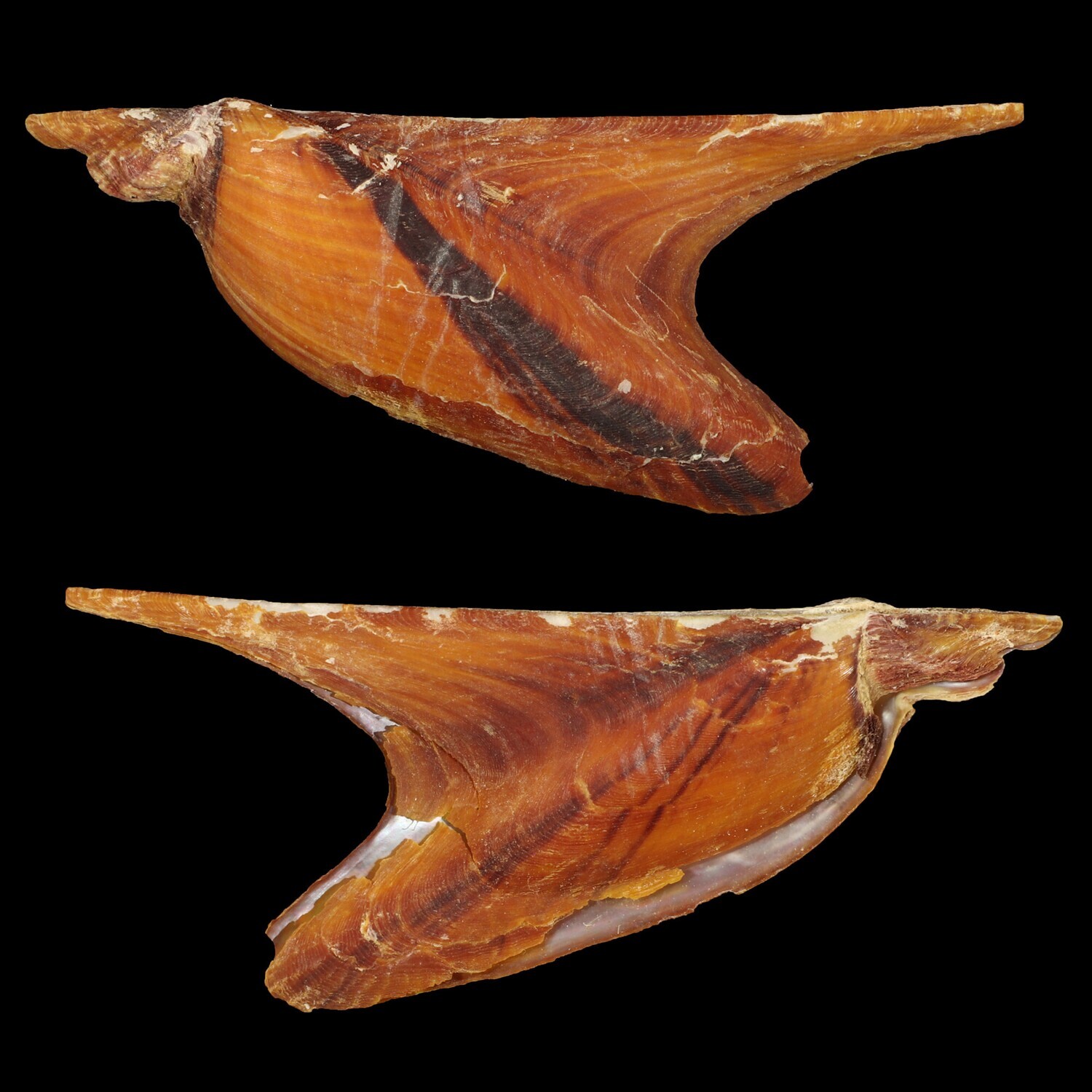 Pteria crocea