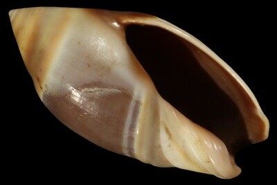 Amalda australis