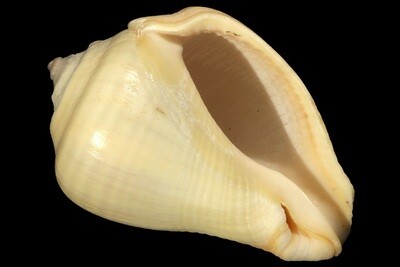 Volema pyrum
