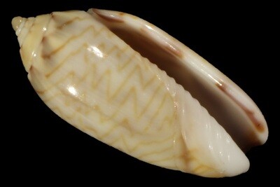Oliva brettinghami