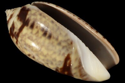 Oliva tigridella