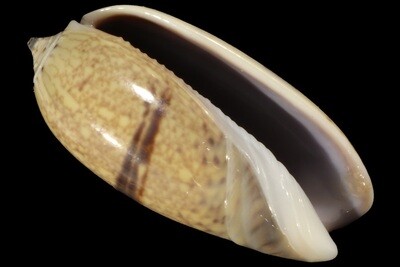 Oliva bulbiformis
