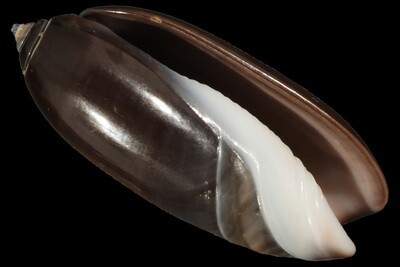 Oliva staleyi