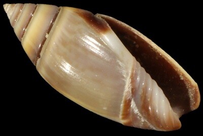 Olivella volutella