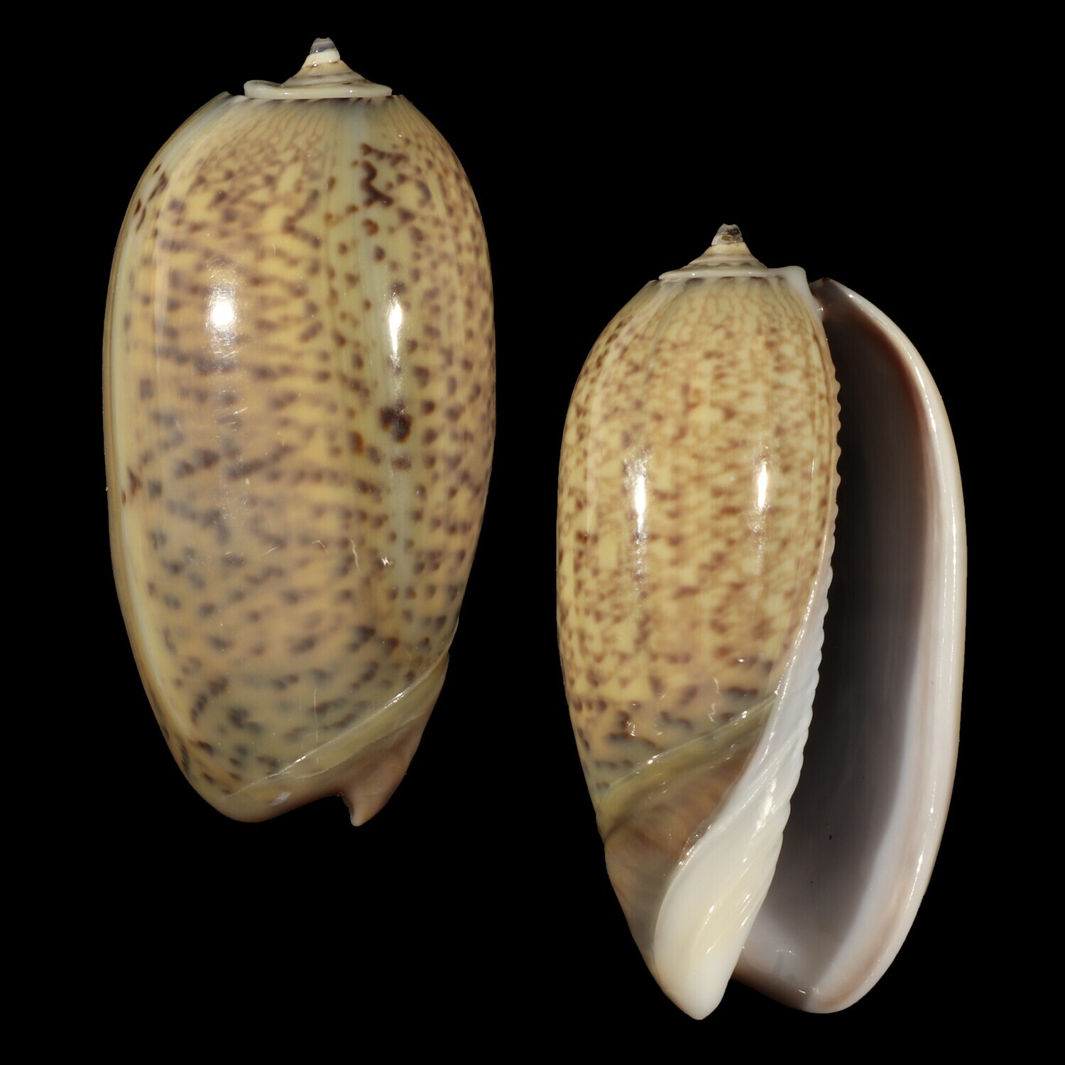 Oliva bulbiformis