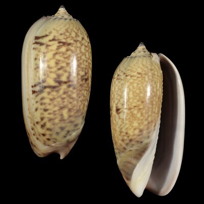Oliva bulbiformis