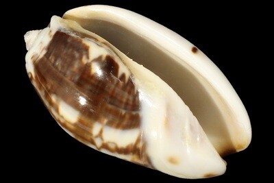 Oliva bulbosa