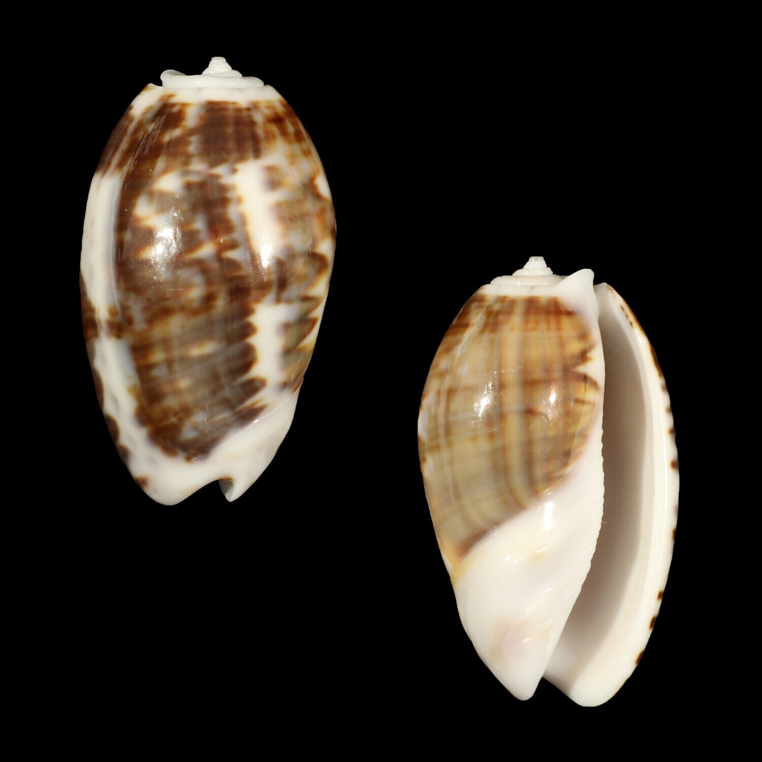 Oliva bulbosa