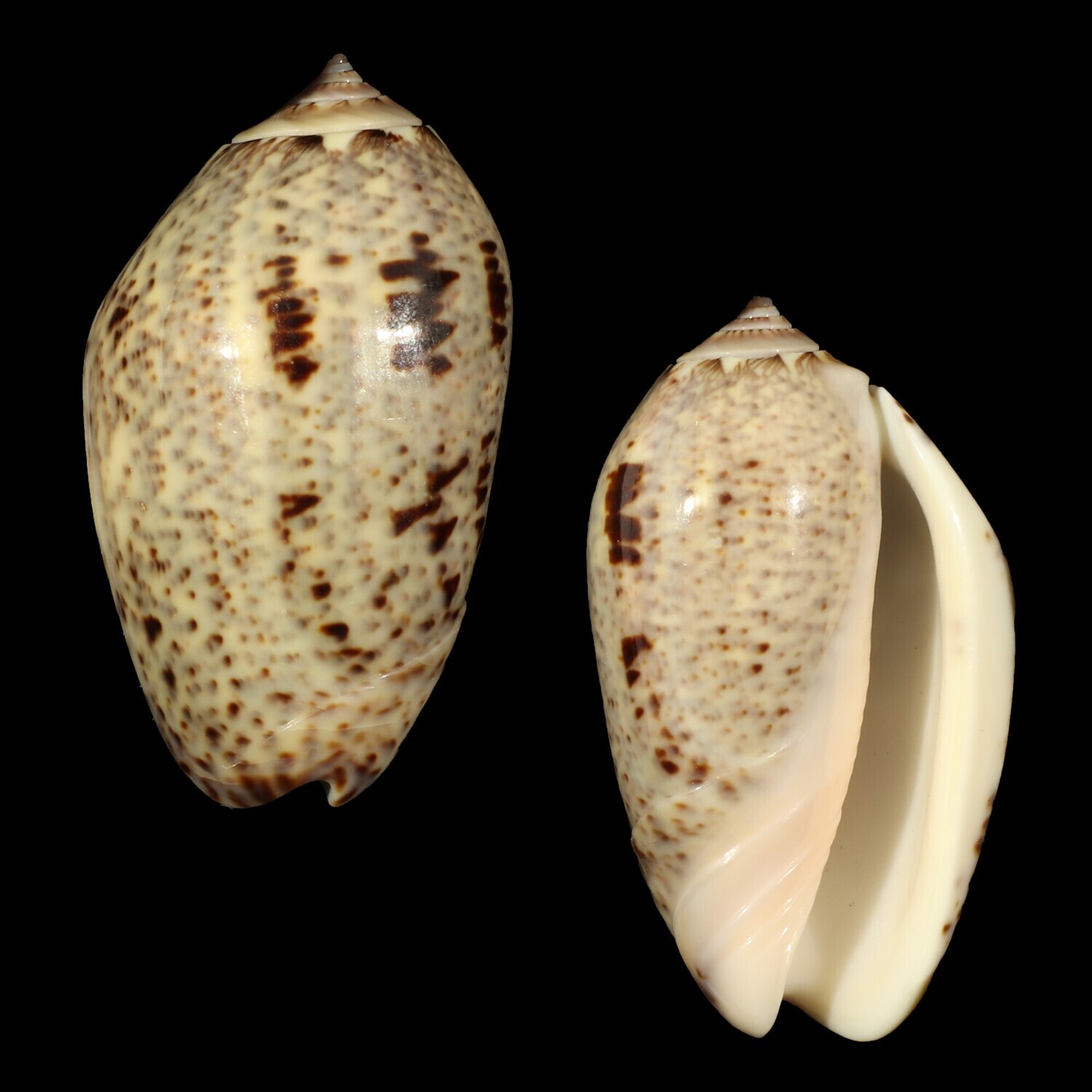 Oliva incrassata