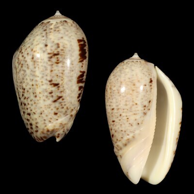 Oliva incrassata