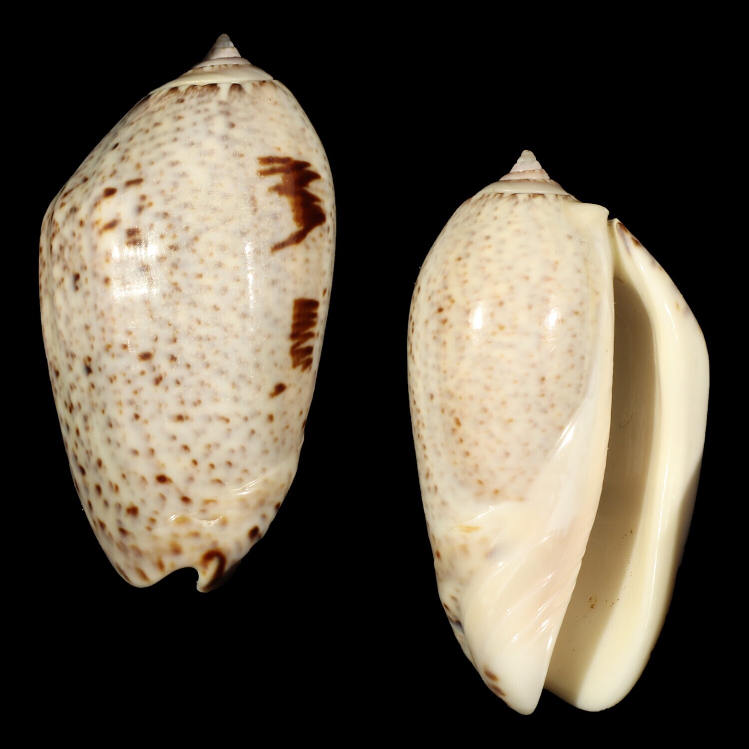 Oliva incrassata