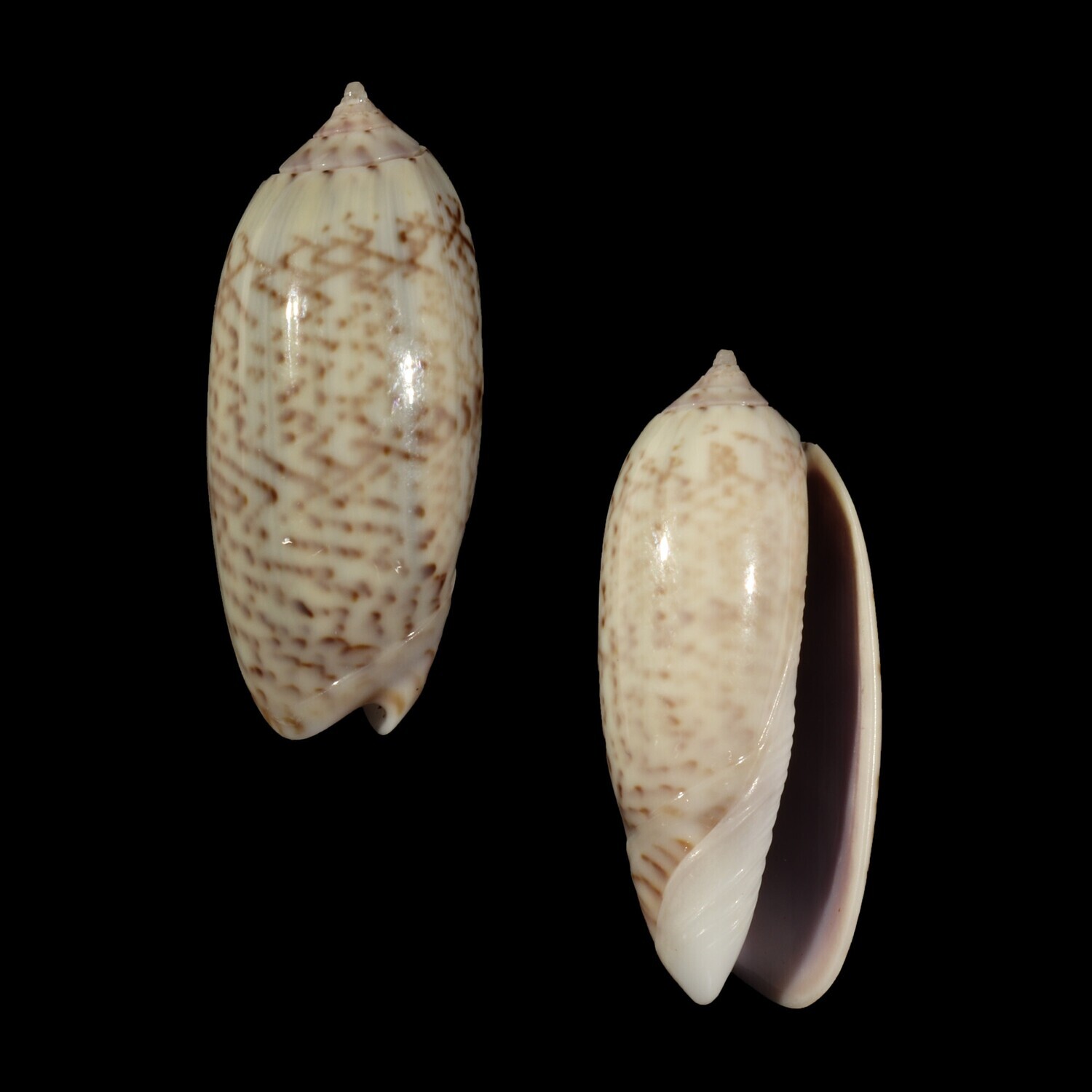 Oliva ornata