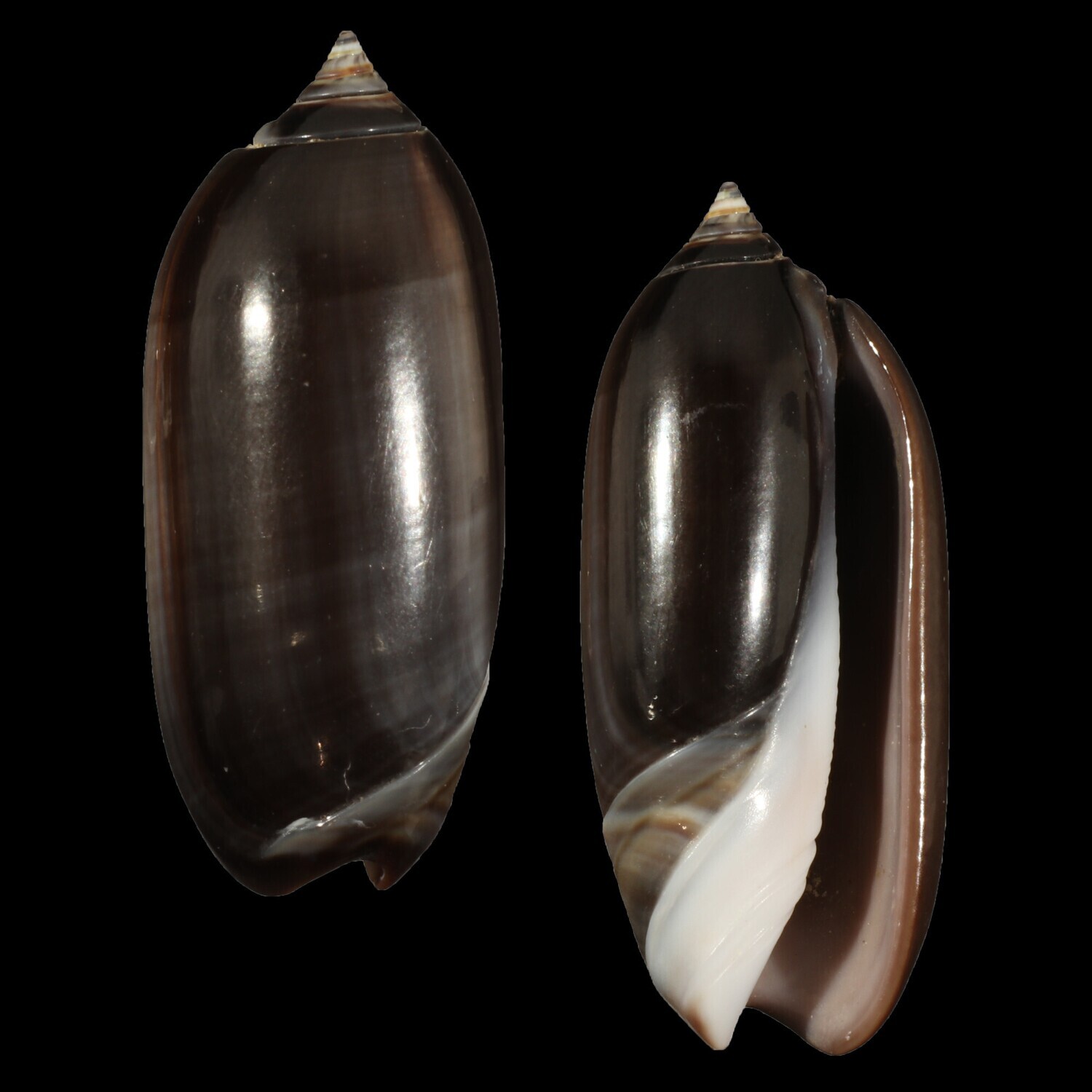 Oliva &quot;staleyi&quot; Dark