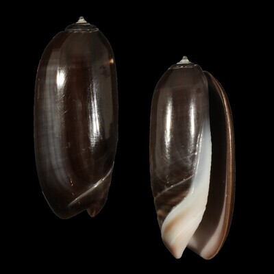 Oliva &quot;staleyi&quot; Dark