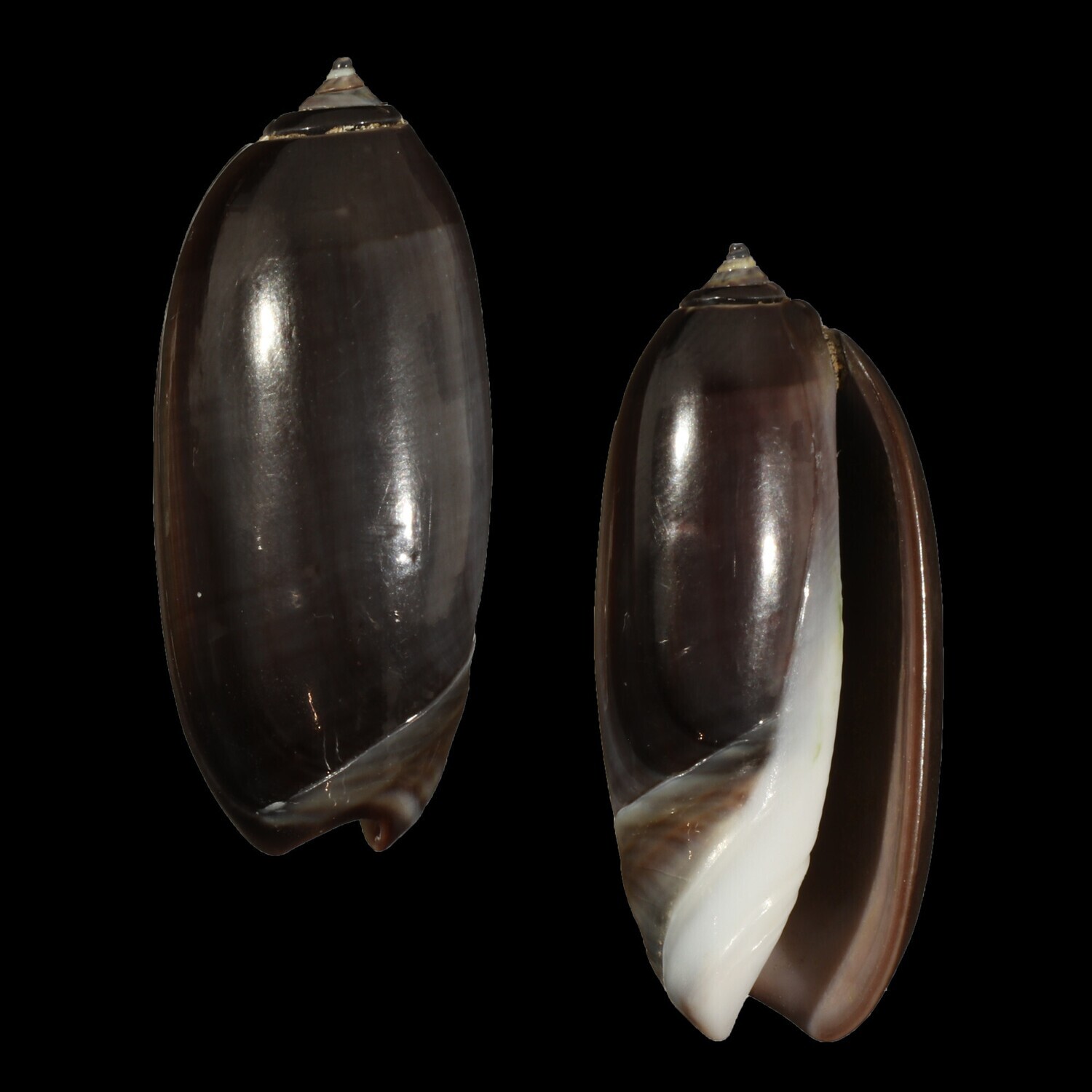 Oliva &quot;staleyi&quot; Dark