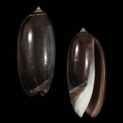 Oliva &quot;staleyi&quot; Dark