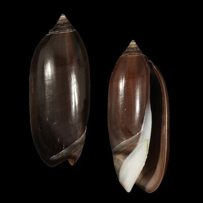 Oliva &quot;staleyi&quot; Dark