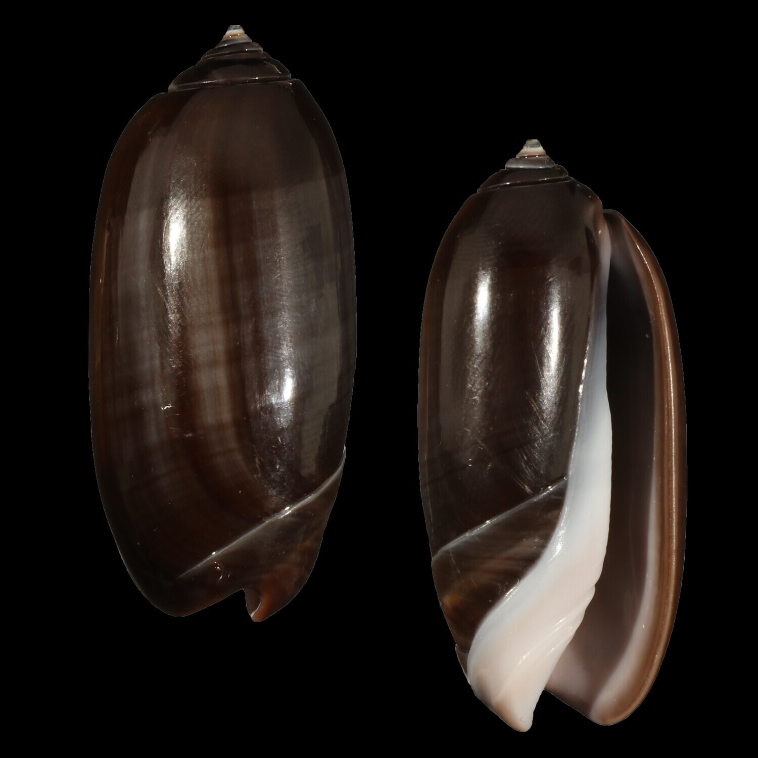 Oliva &quot;staleyi&quot; Dark